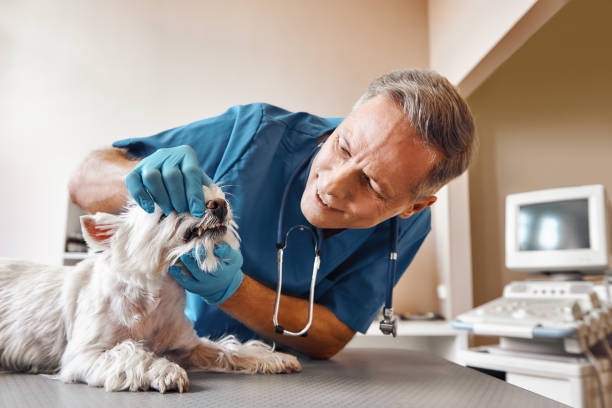 Best Broken or Cracked Tooth Emergency Dentist in Mead, WA